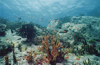   коралловый парк пулау пайар